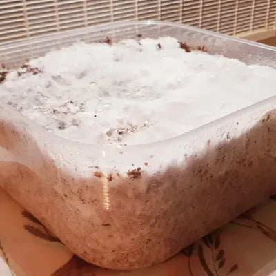 Growkit (mycelium) 1800ml - ready for observation